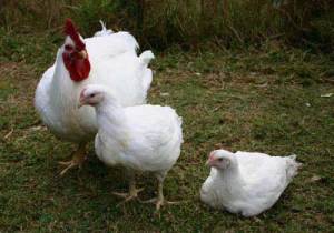 Some Christians are like broiler chicken very week although they look fine  outside